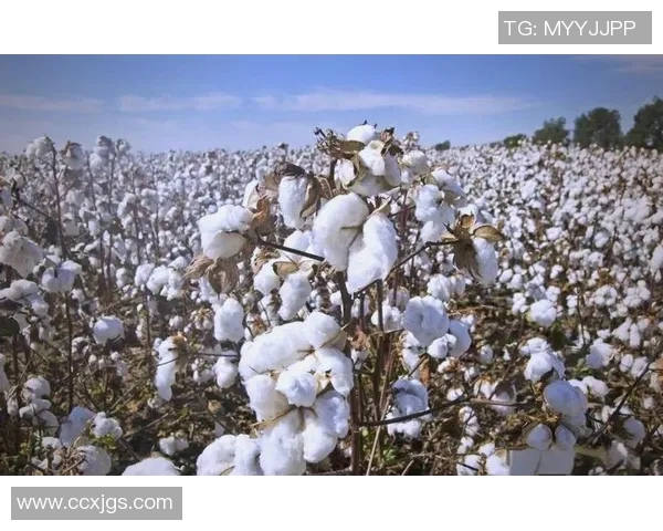 棉农独立分析:探讨棉花产业链中的挑战与机遇 棉农独立分析:探讨棉花产业链中的挑战与机遇